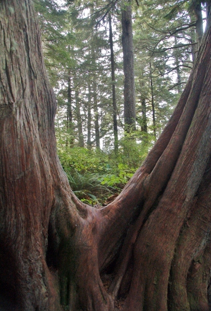 On the Cape Flattery Trail 